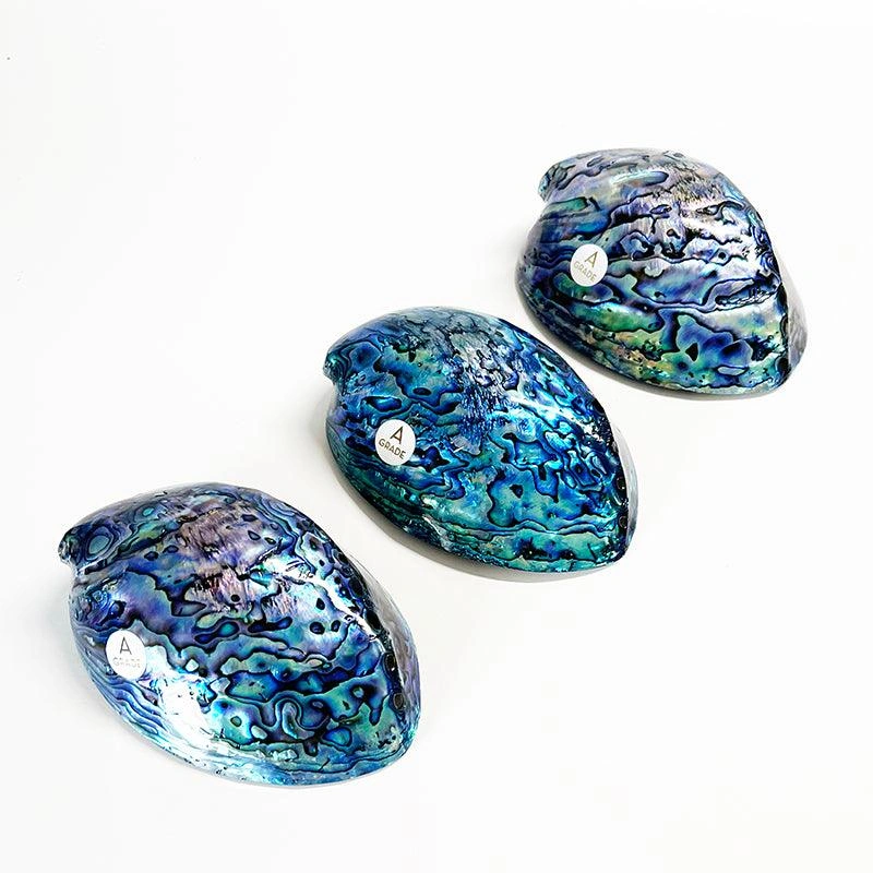 Iridescent NZ Paua Shell – Stunning 12cm A-Grade Beauty!